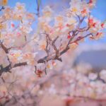 Cherry Blossom Cherryblossom Sakura  - namsieon / Pixabay