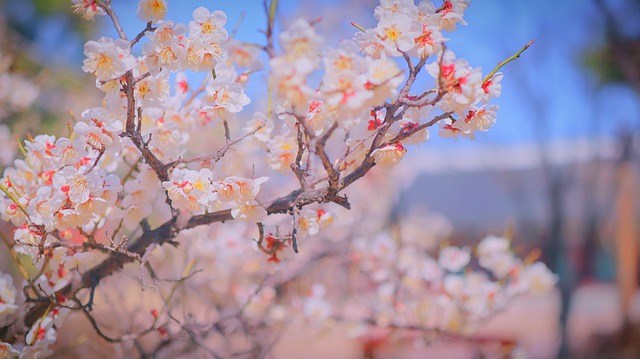 Cherry Blossom Cherryblossom Sakura  - namsieon / Pixabay