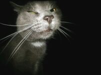 Cat Funny Stalker Creeper  - Deedster / Pixabay
