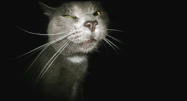 Cat Funny Stalker Creeper  - Deedster / Pixabay