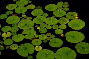 leaves, plants, lily pads