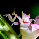 Close-up of a delicate orchid mantis perched on a vibrant blooming flower.
