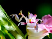 Close-up of a delicate orchid mantis perched on a vibrant blooming flower.